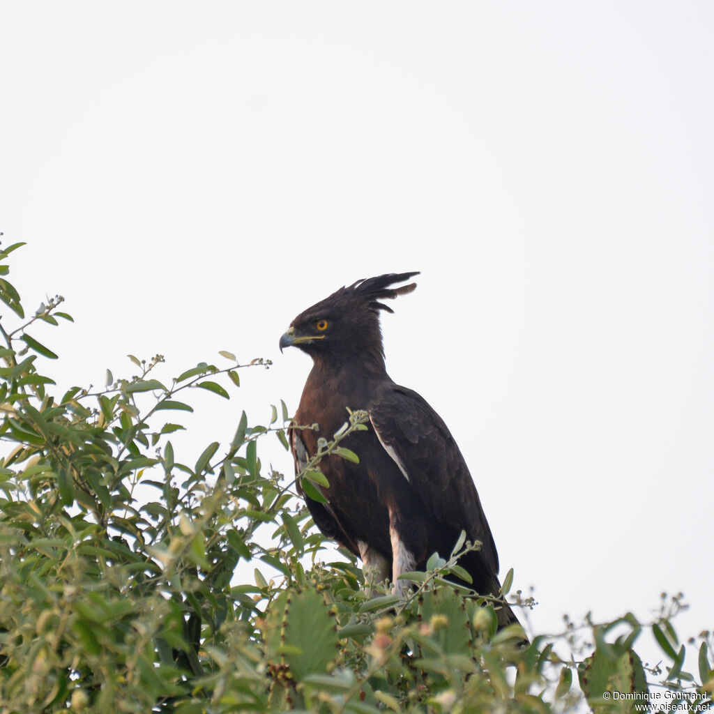 Aigle huppardadulte, identification
