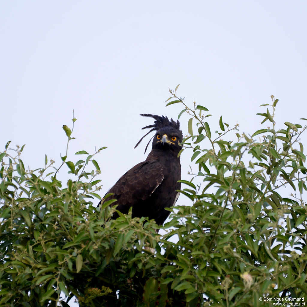 Aigle huppardadulte, portrait