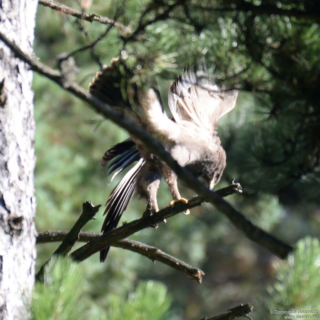 Aigle pomarinjuvénile