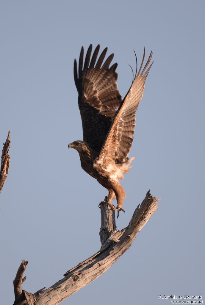 Aigle ravisseur