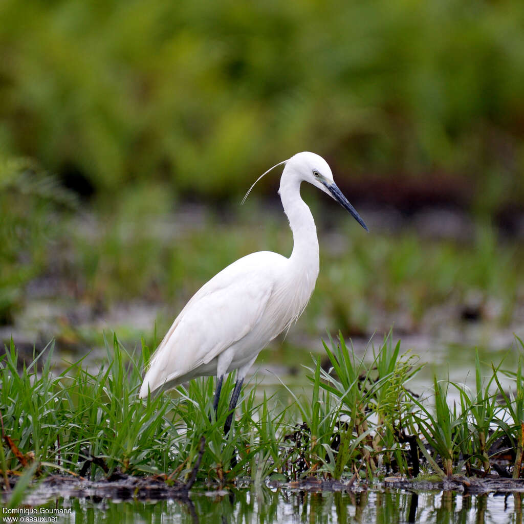 Little Egretadult, habitat