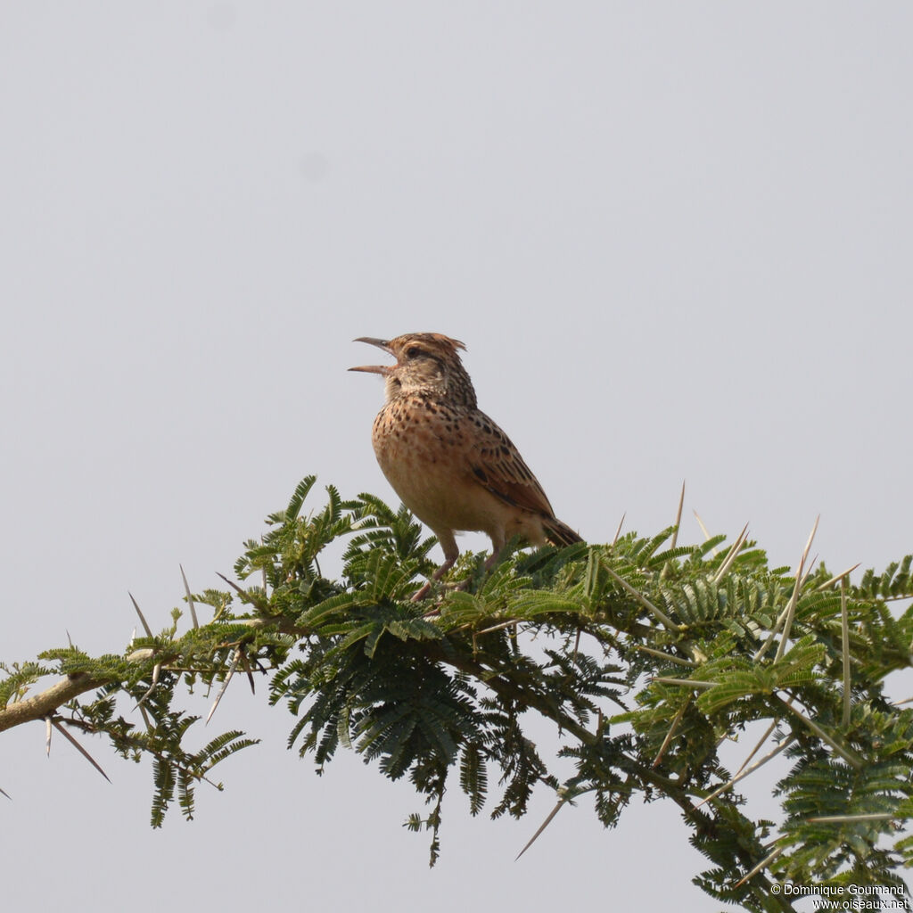 Rufous-naped Larkadult, identification