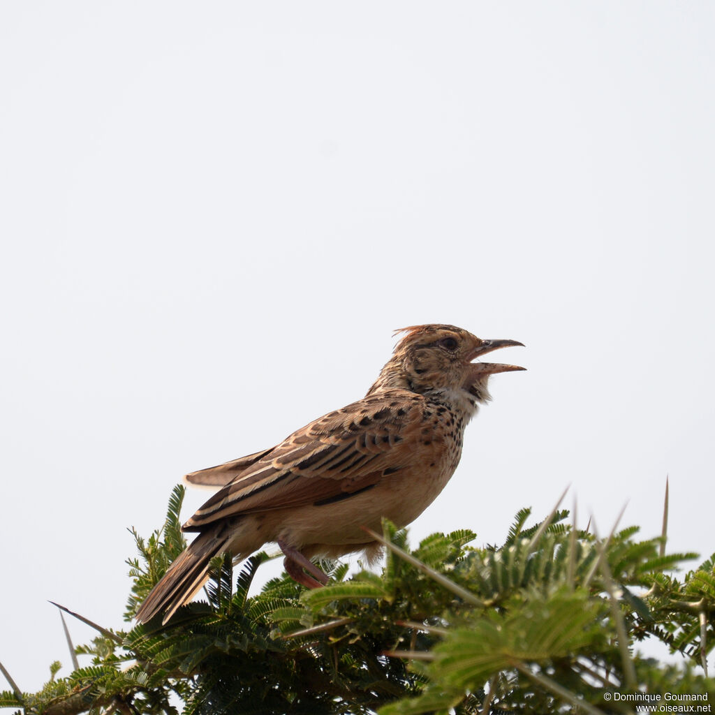 Rufous-naped Larkadult, identification