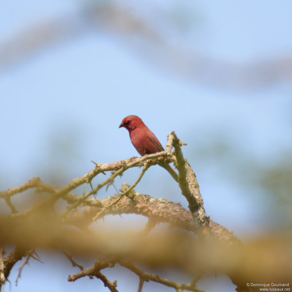 Red-billed Firefinch male adult, identification