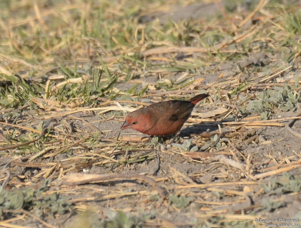 Red-billed Firefinch male