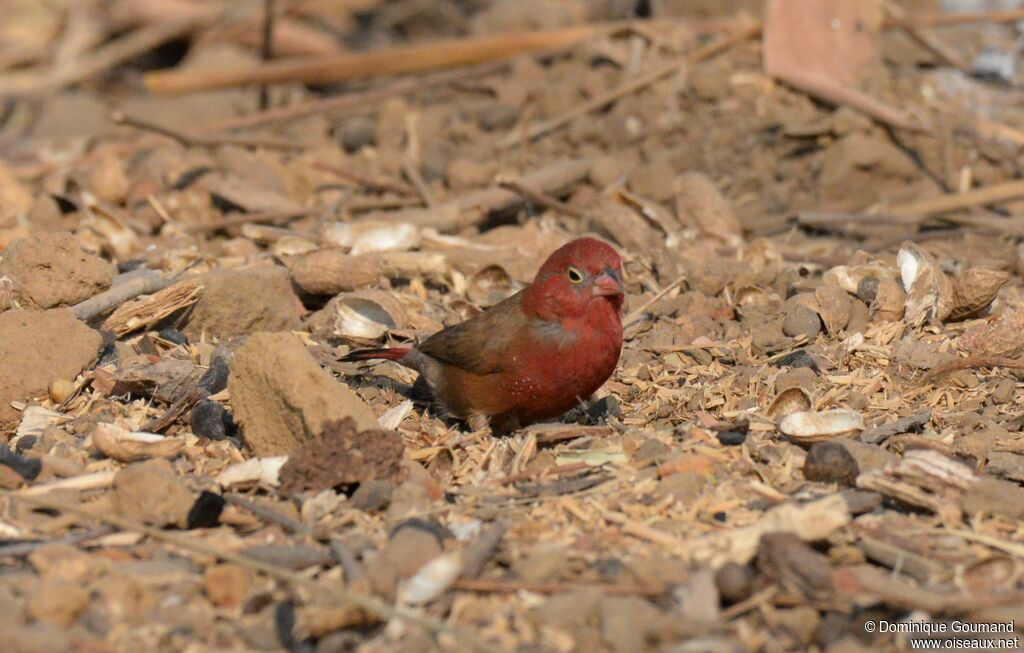 Red-billed Firefinch male