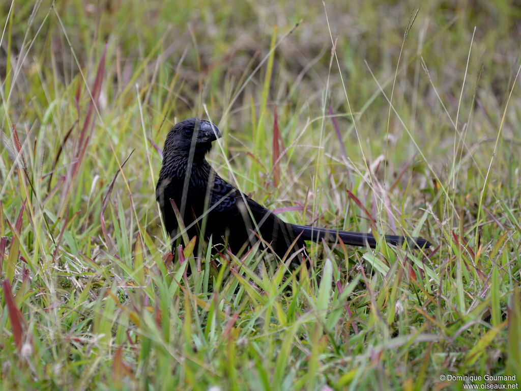 Ani à bec lisseadulte, identification