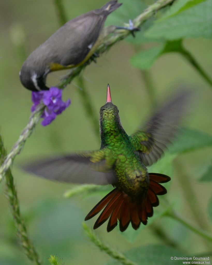 Rufous-tailed Hummingbirdadult