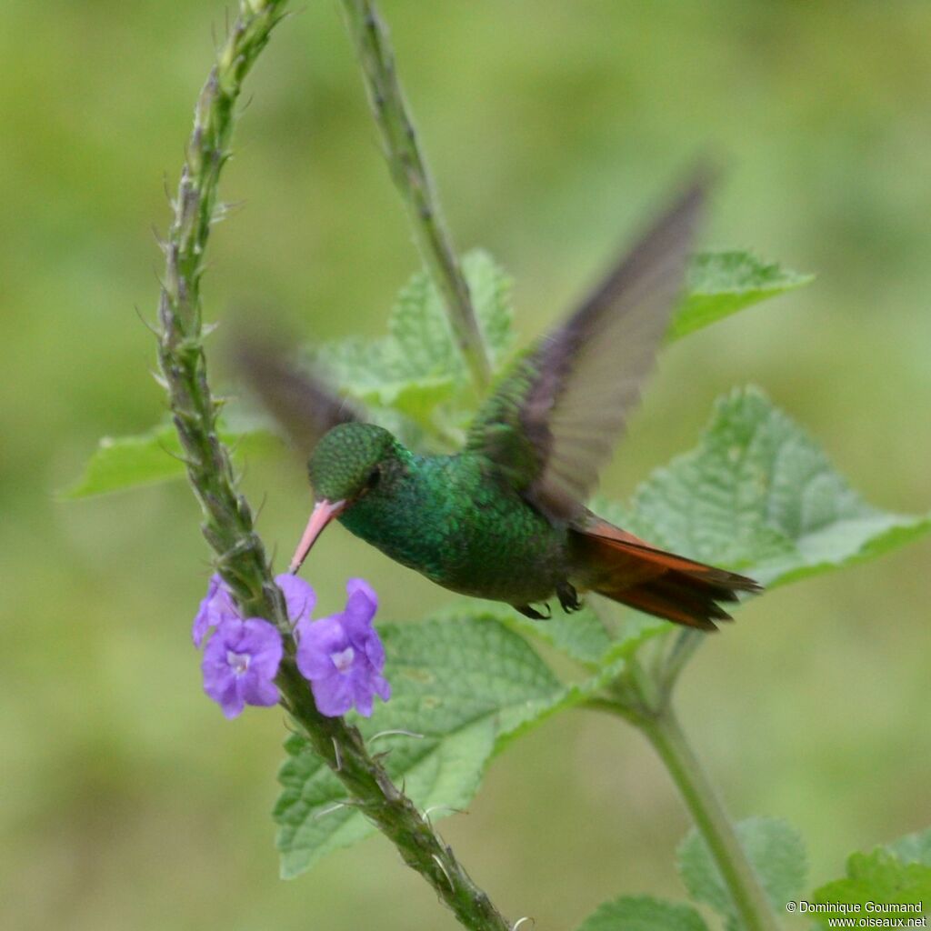 Rufous-tailed Hummingbirdadult