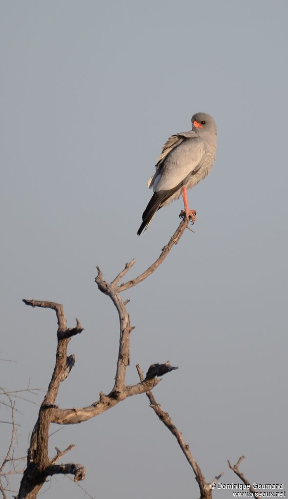 Pale Chanting Goshawk
