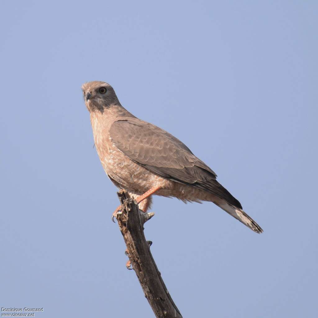 Dark Chanting Goshawkjuvenile, identification