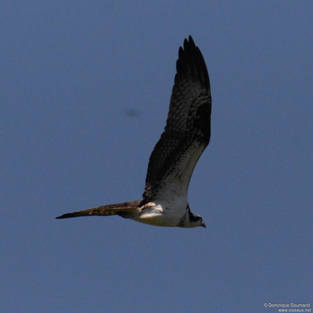 Ospreyadult