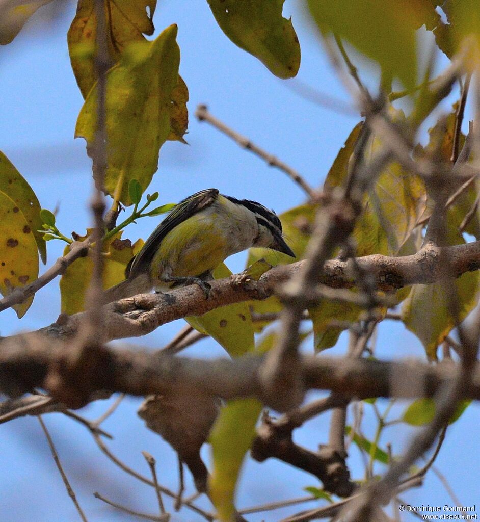 Yellow-rumped Tinkerbirdadult