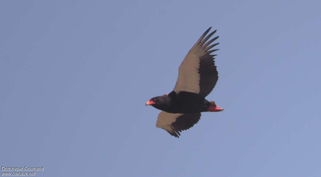 Bateleur male adult, Flight