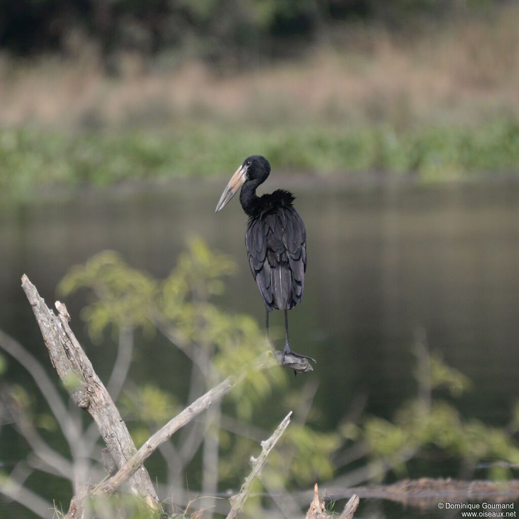 African Openbilladult, identification