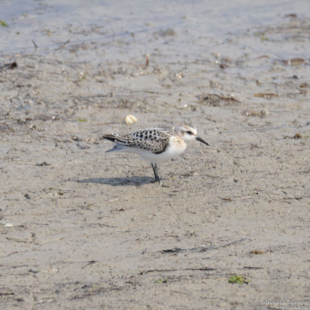 Bécasseau sanderlingjuvénile, identification