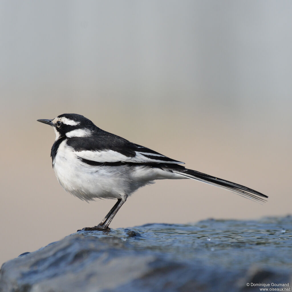 African Pied Wagtailadult, identification