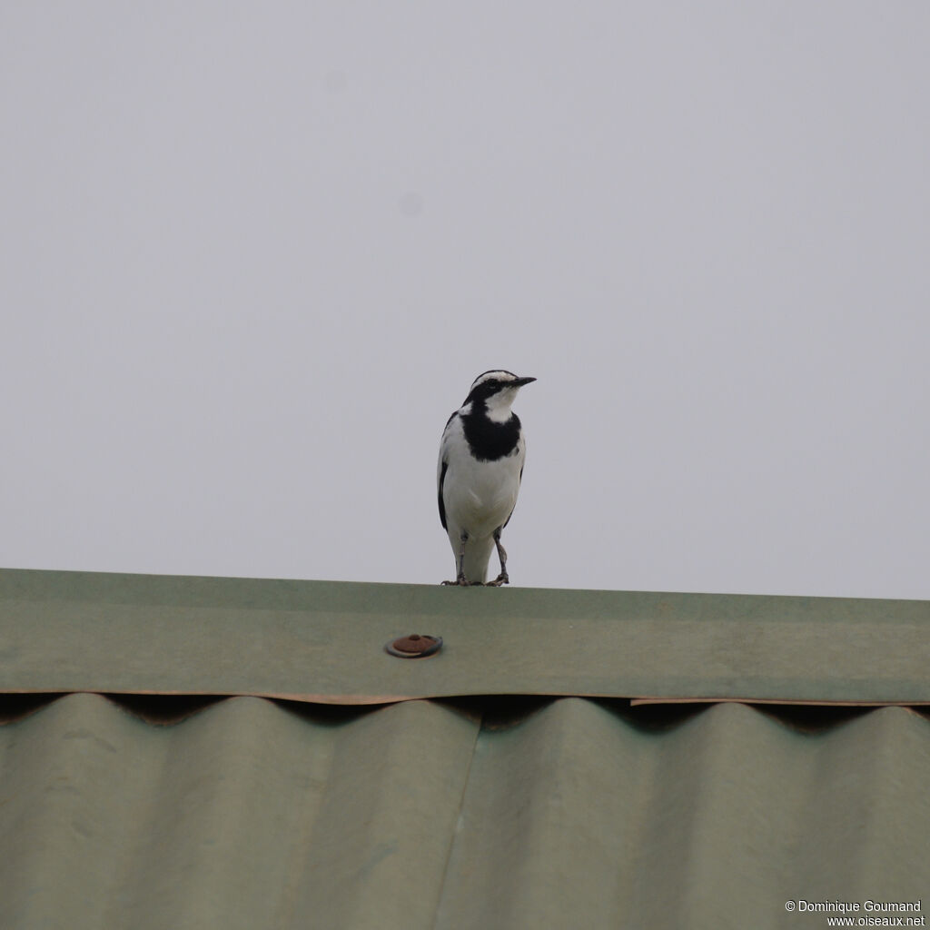 African Pied Wagtail, close-up portrait