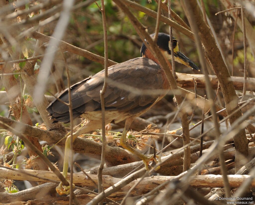 White-backed Night Heron