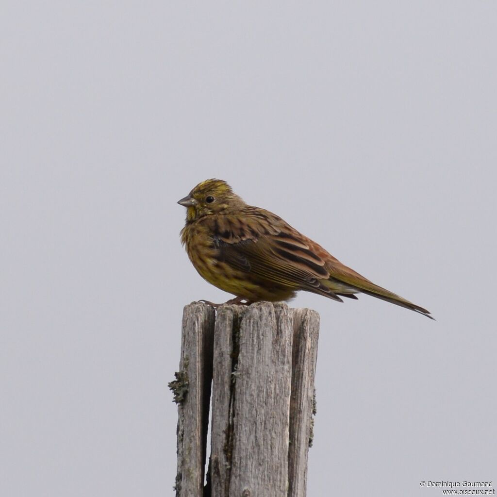 Yellowhammer female adult