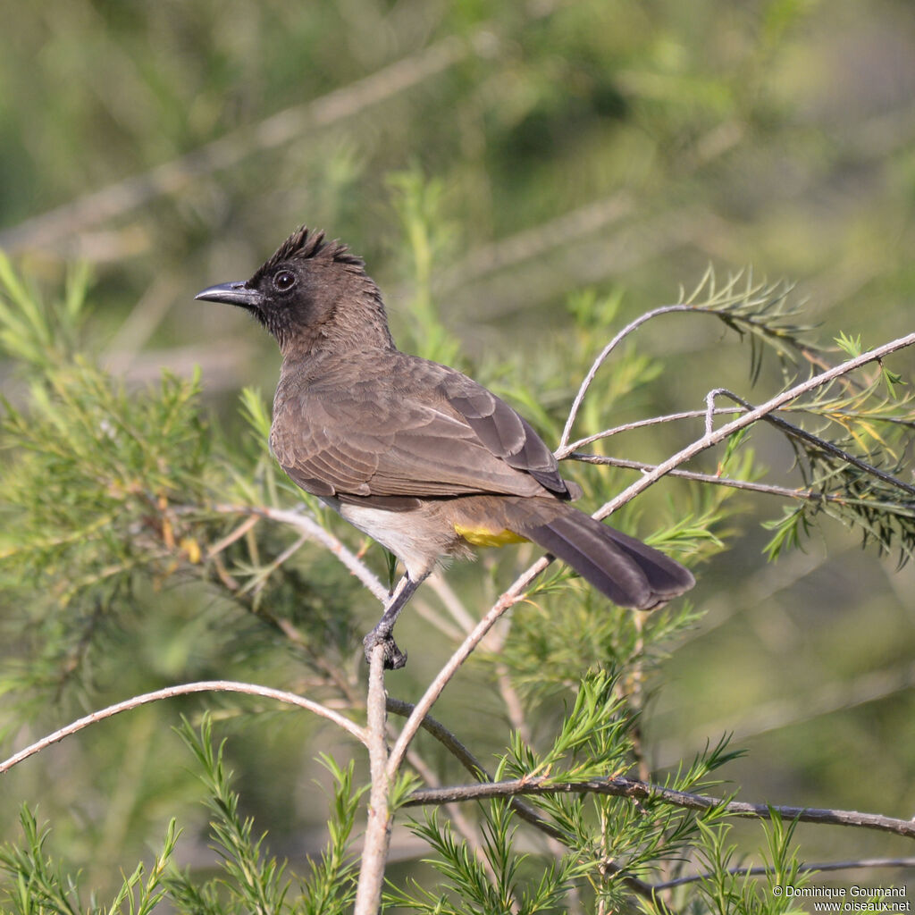 Dark-capped Bulbuladult