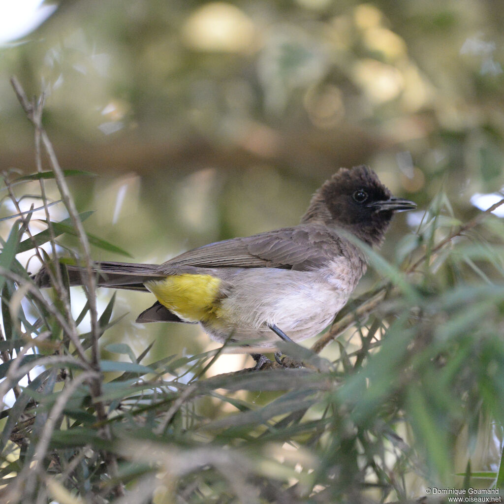Dark-capped Bulbuladult