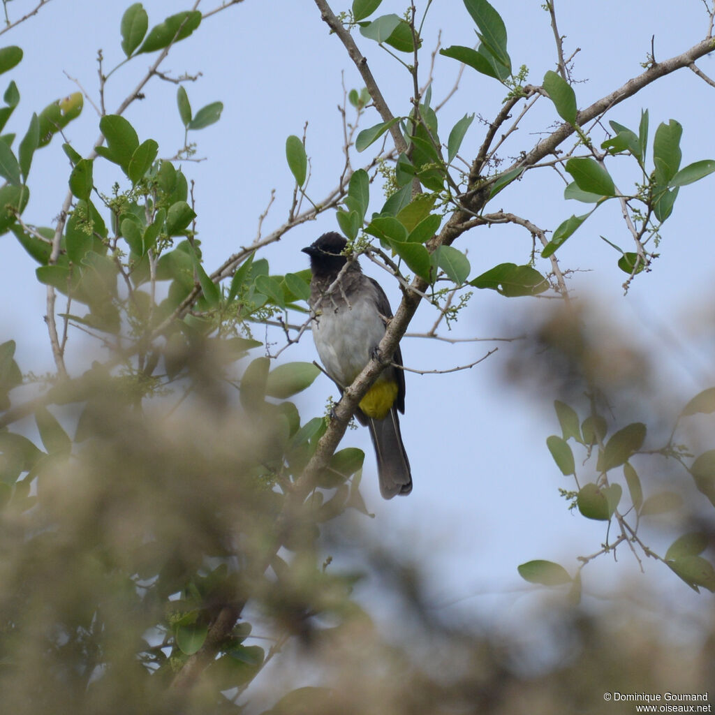 Dark-capped Bulbuladult, identification