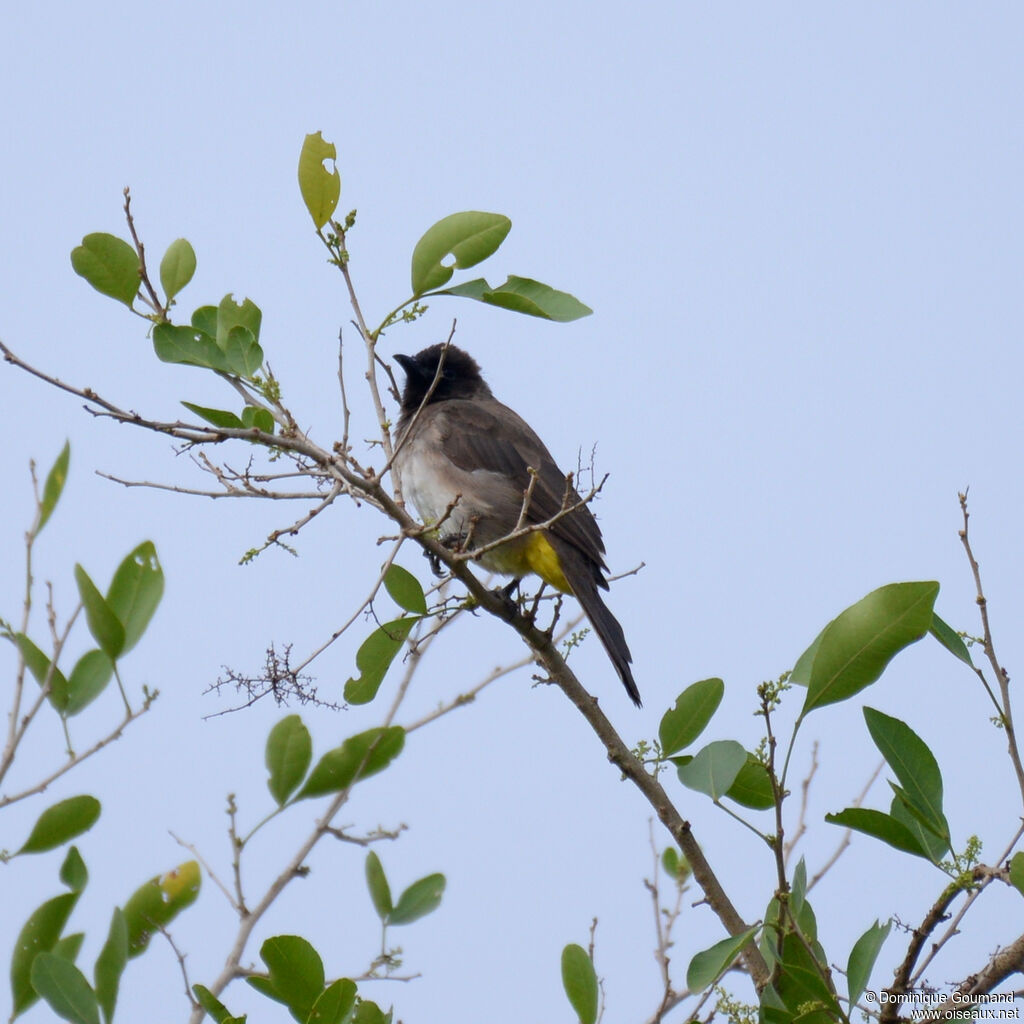 Dark-capped Bulbuladult, identification
