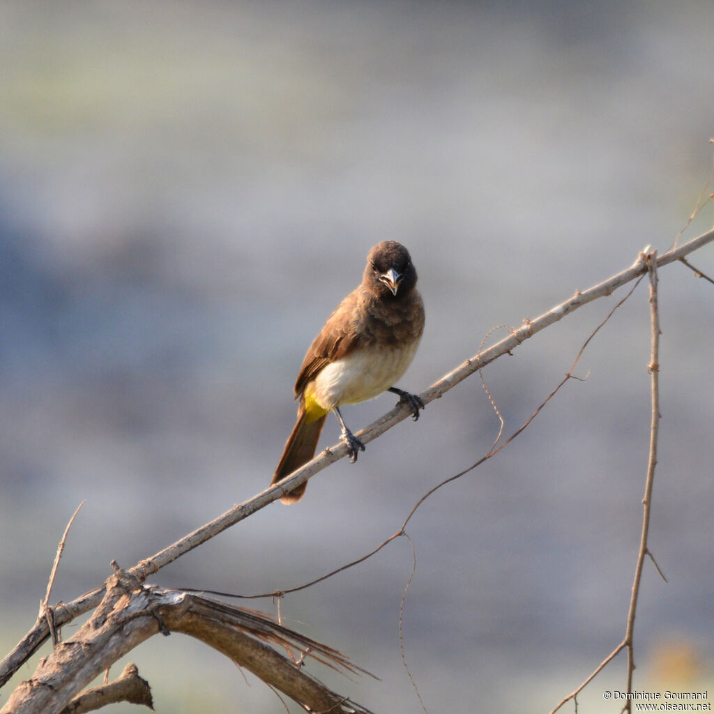 Dark-capped Bulbuladult, identification