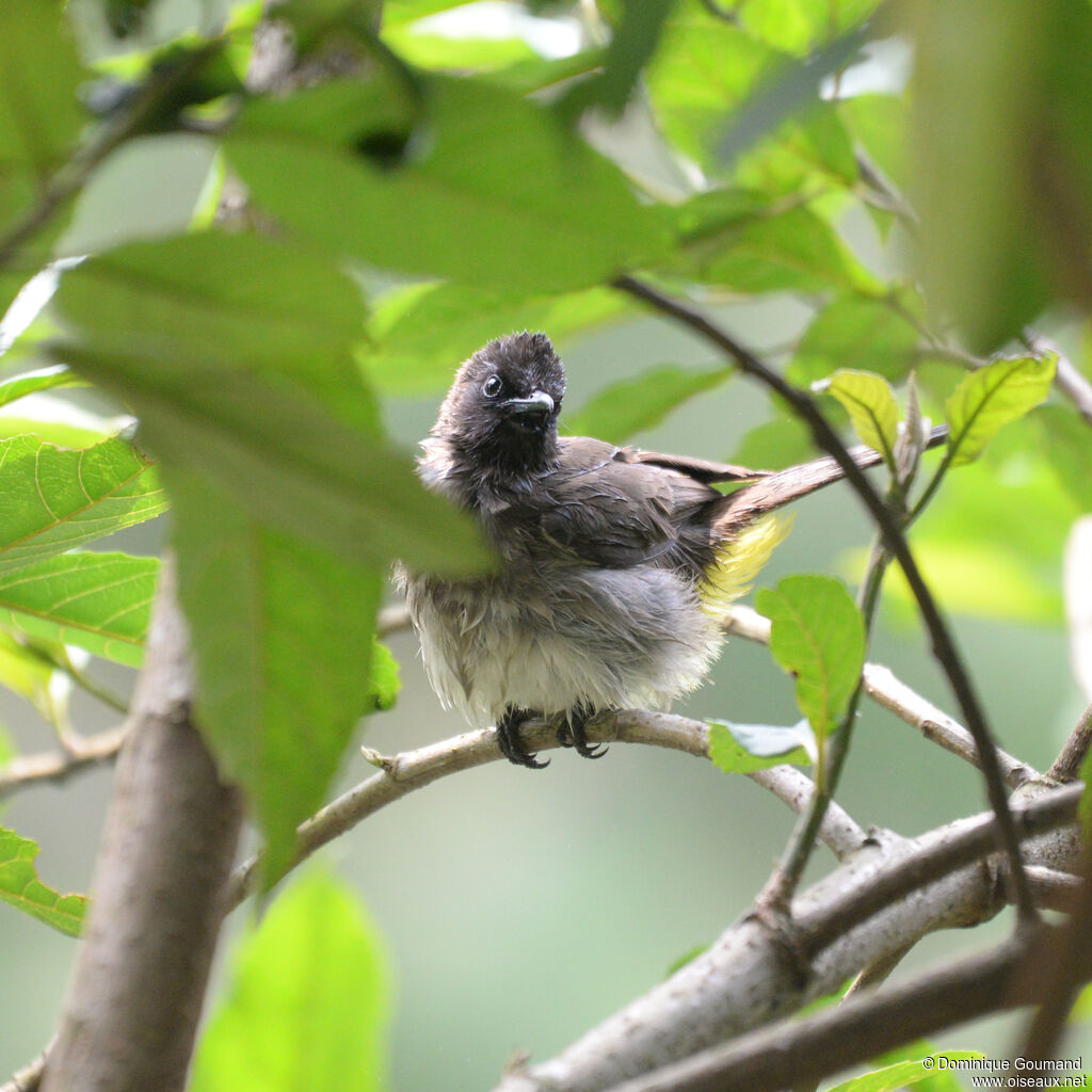 Dark-capped Bulbuladult, close-up portrait