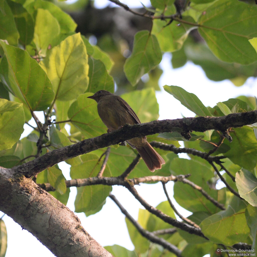 Bulbul verdâtreadulte, identification
