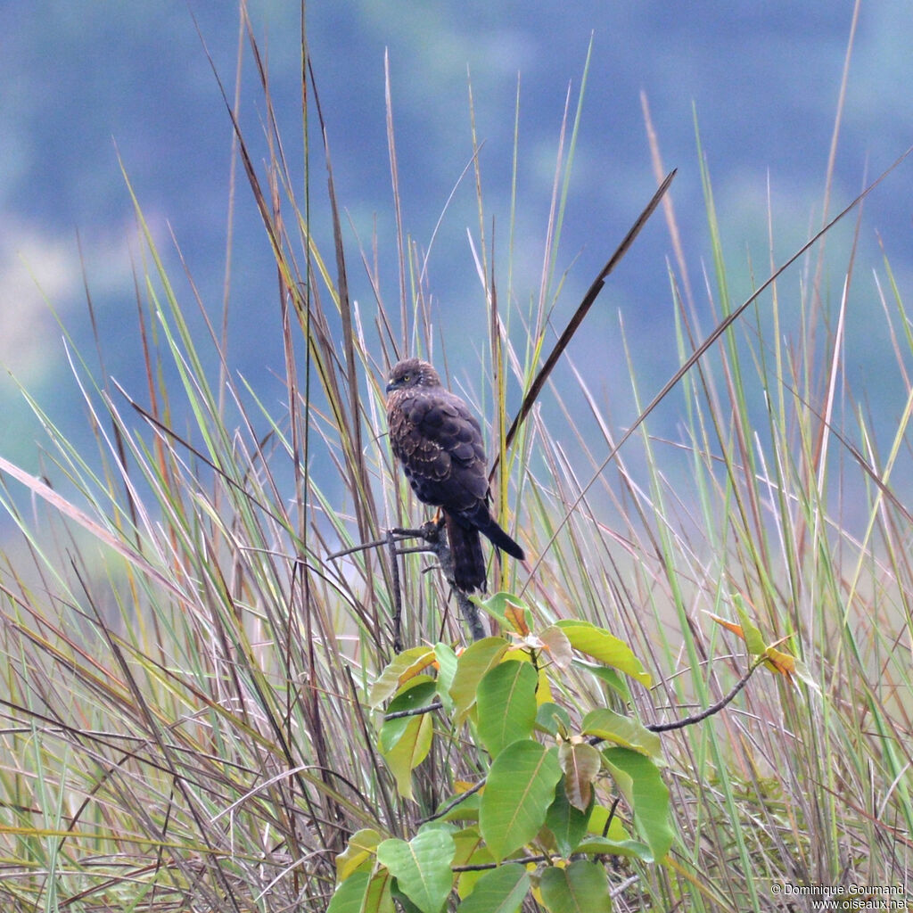 African Marsh Harrieradult, identification
