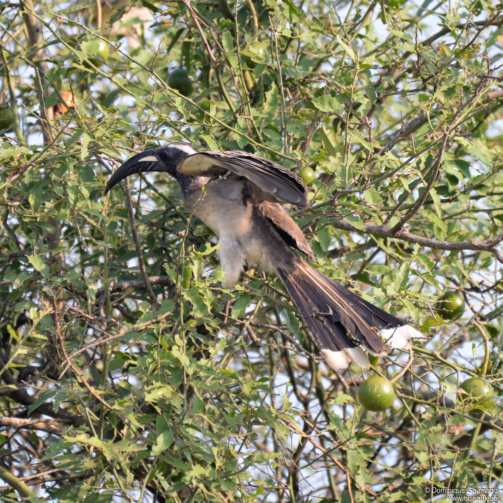Calao à bec noir mâle adulte, identification