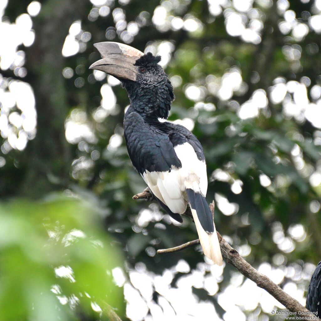 Black-and-white-casqued Hornbill male adult, identification