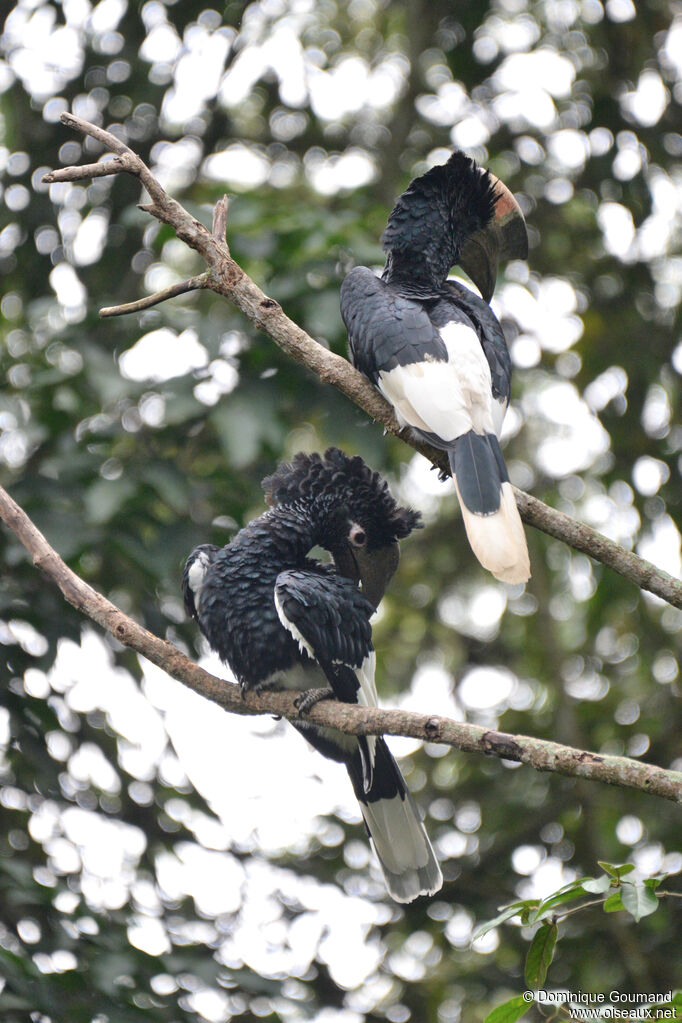Calao à joues grisesadulte, habitat