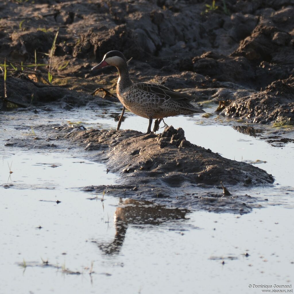 Canard à bec rouge