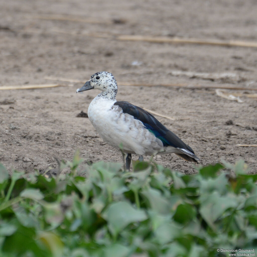 Knob-billed Duck female adult, identification
