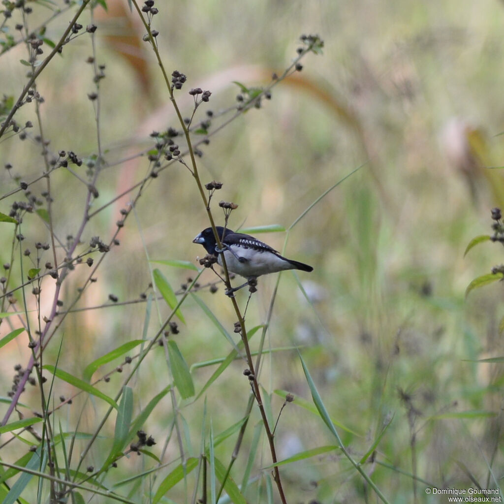 Capucin bicoloreadulte, identification