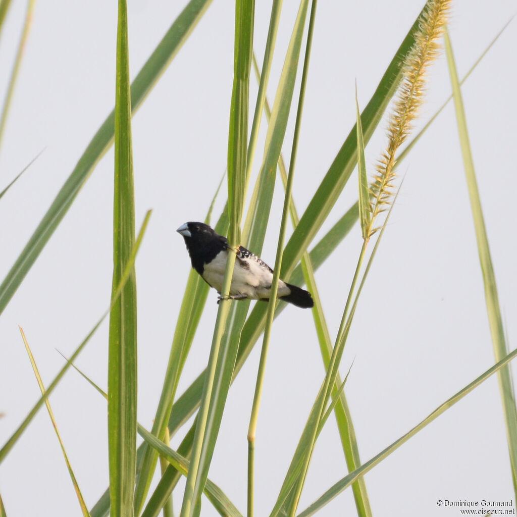Capucin bicoloreadulte, identification