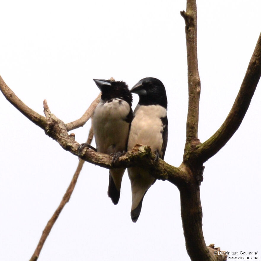 Magpie Mannikinadult