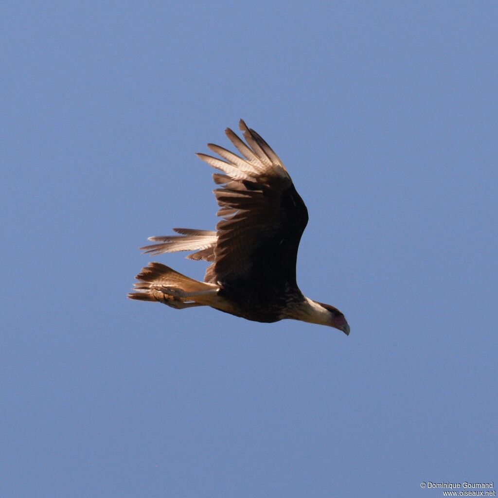 Crested Caracara (cheriway)adult