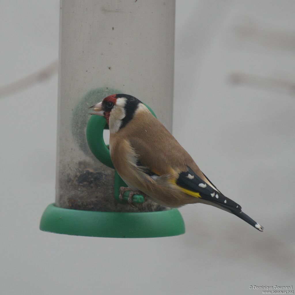 European Goldfinch male adult