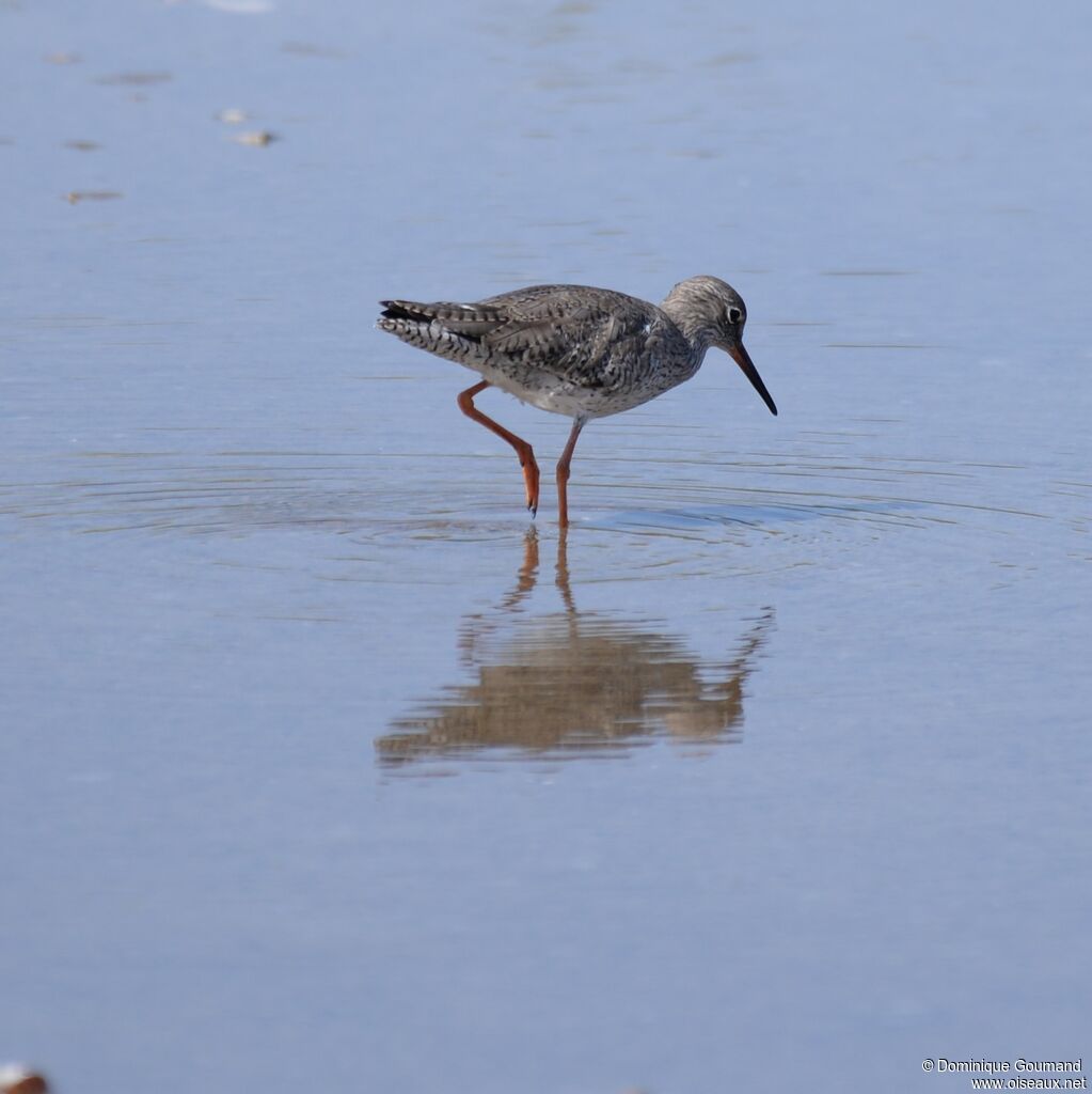 Common Redshank