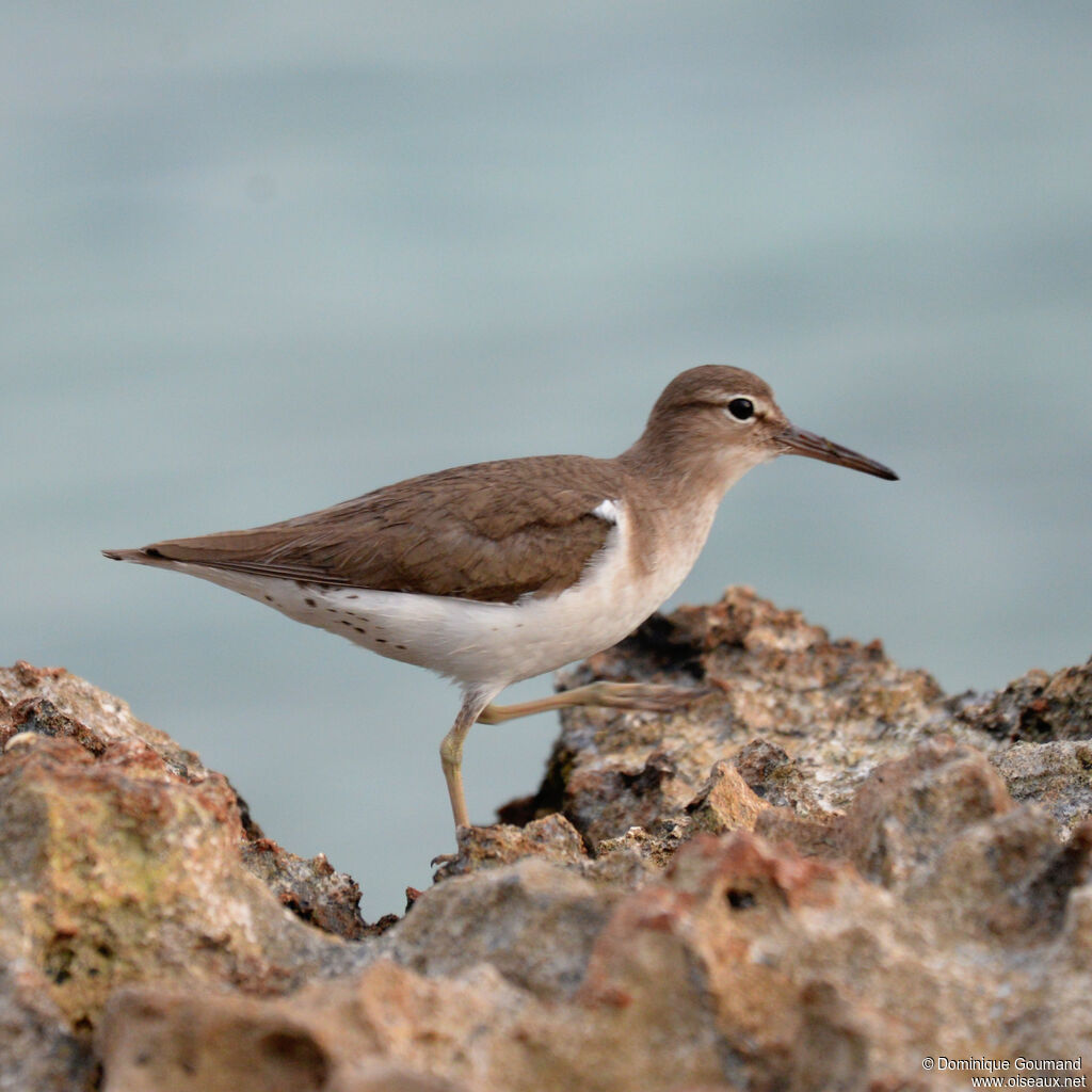 Chevalier griveléadulte, identification