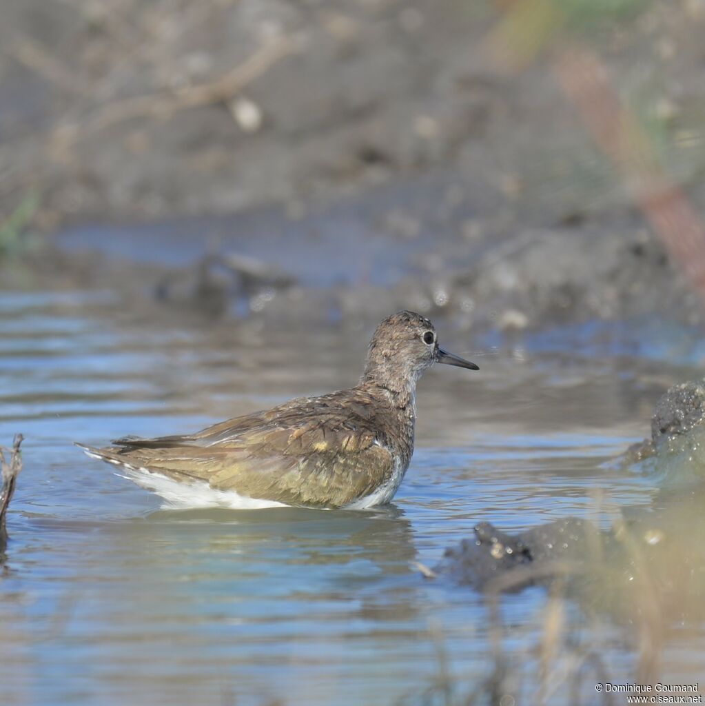 Common Sandpiper