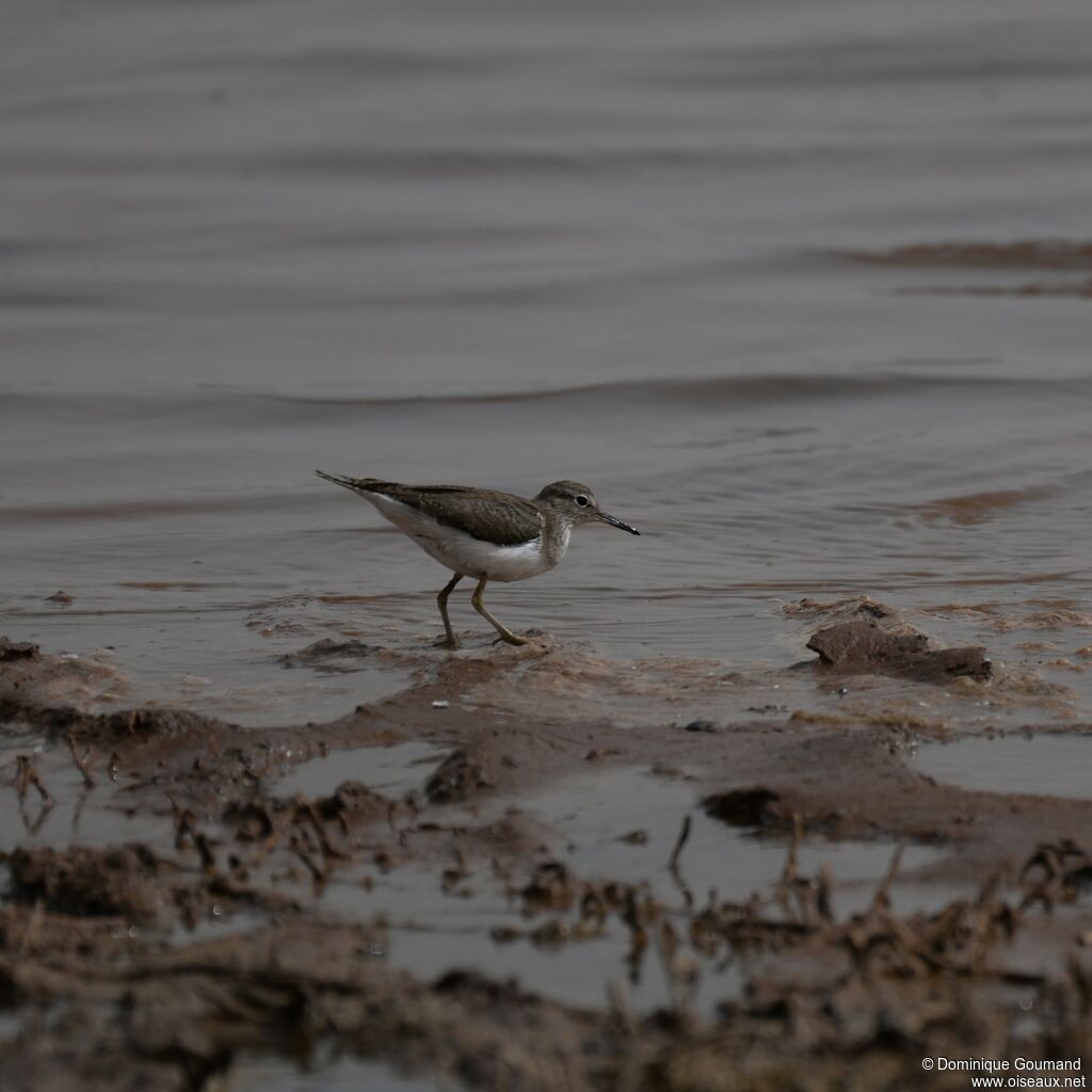 Common Sandpiper