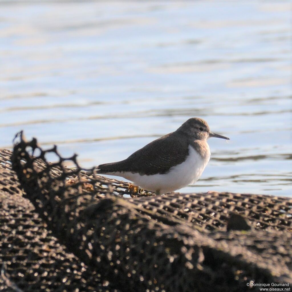 Common Sandpiperadult