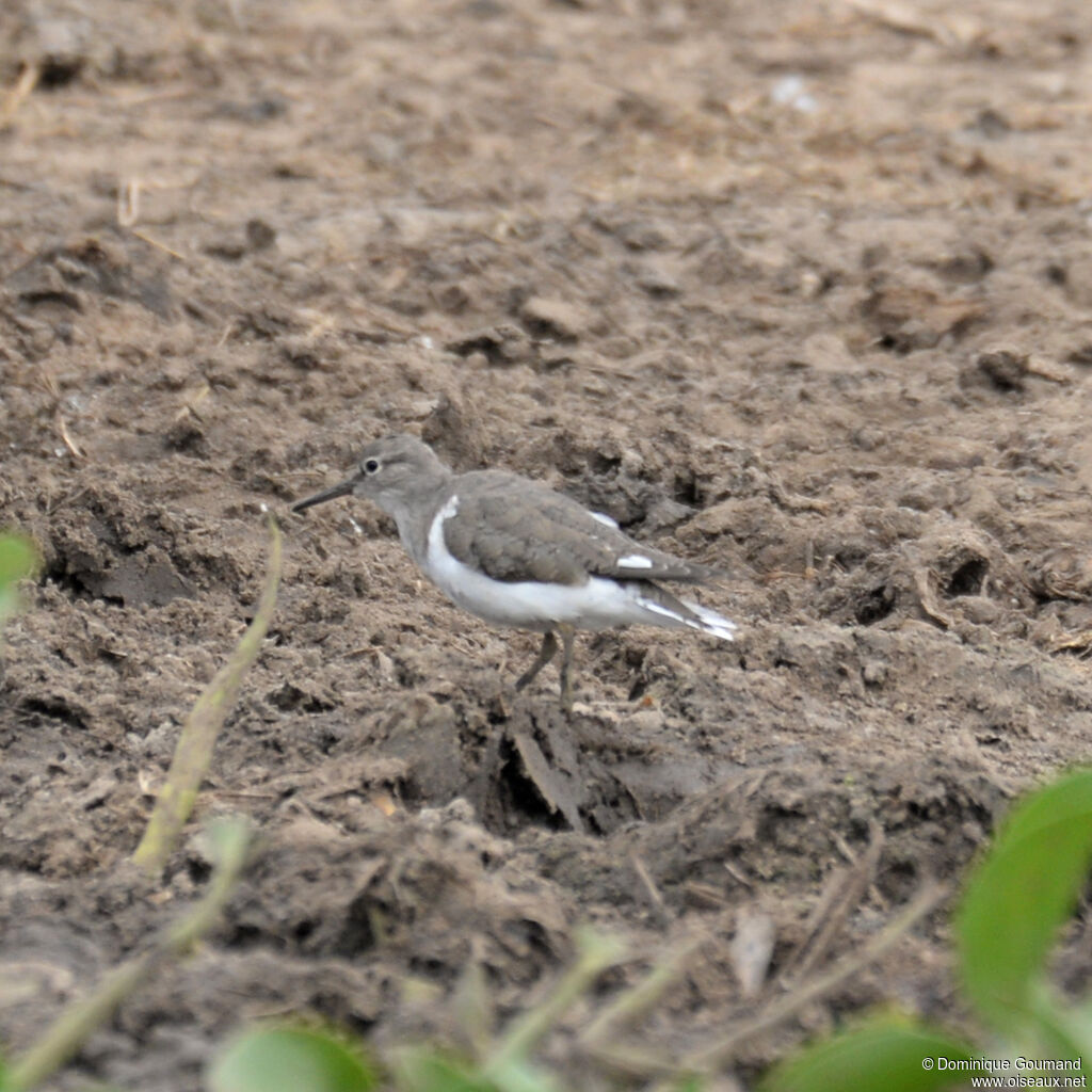 Common Sandpiperadult, identification