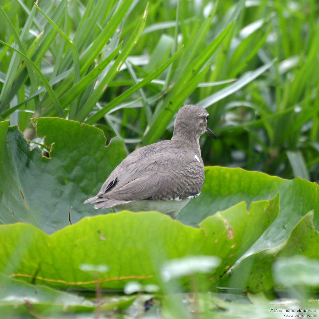 Common Sandpiperadult, identification