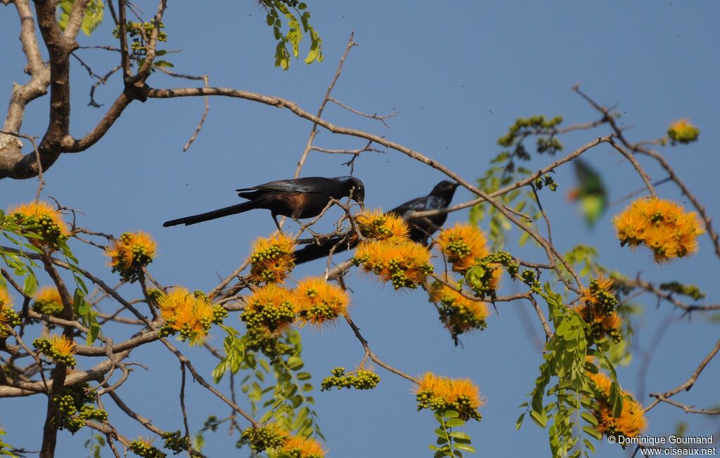 Meves's Starling